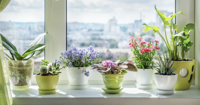 Why Start Indoor Gardening to Increase Your well-Being?